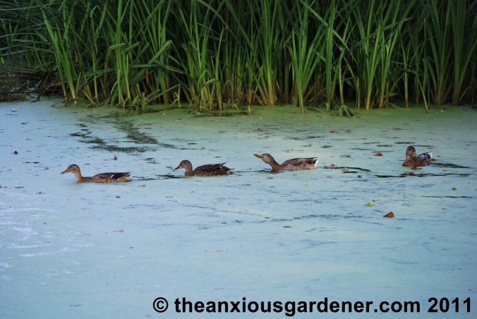 To Make A Gardener Anxious