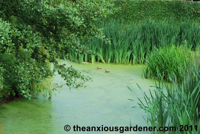 To Make A Gardener Anxious