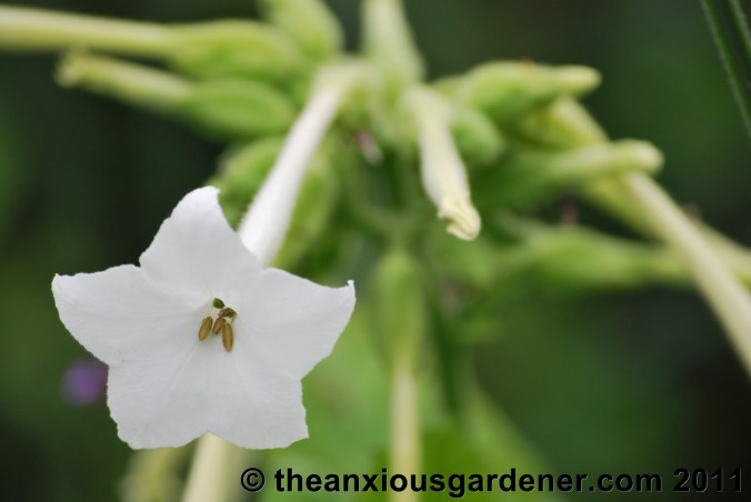 To Make A Gardener Anxious
