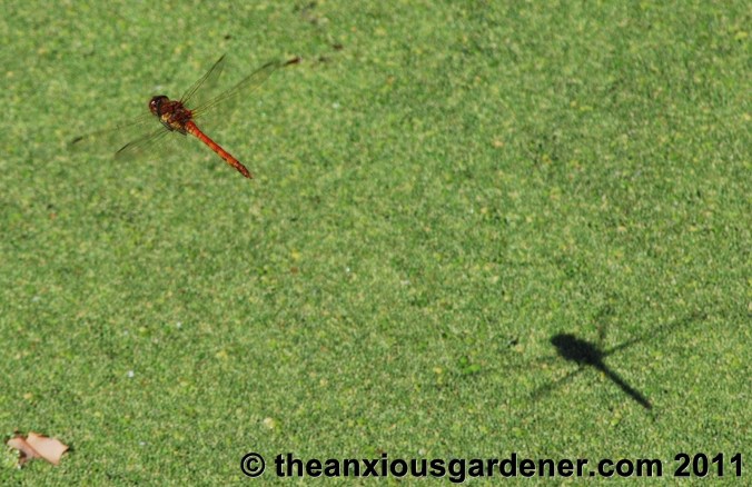 To Make A Gardener Anxious
