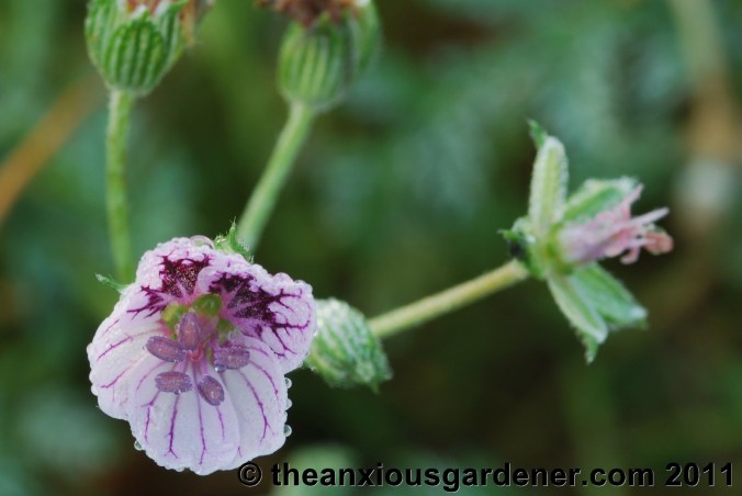 Priory Picture Post # 17