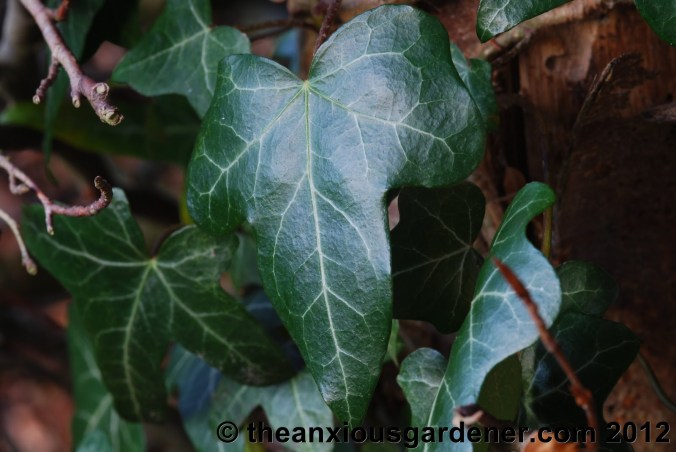 Some Winter Colour (But Frankly Not Much)