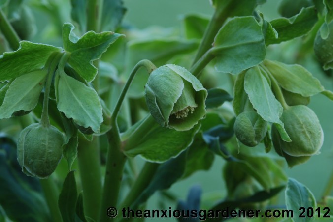 Some Winter Colour (But Frankly Not Much)