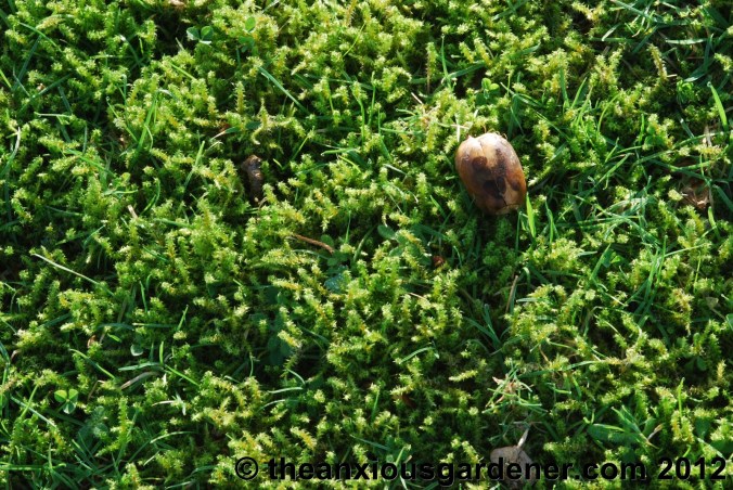 Some Winter Colour (But Frankly Not Much)