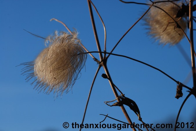 Some Winter Colour (But Frankly Not Much)