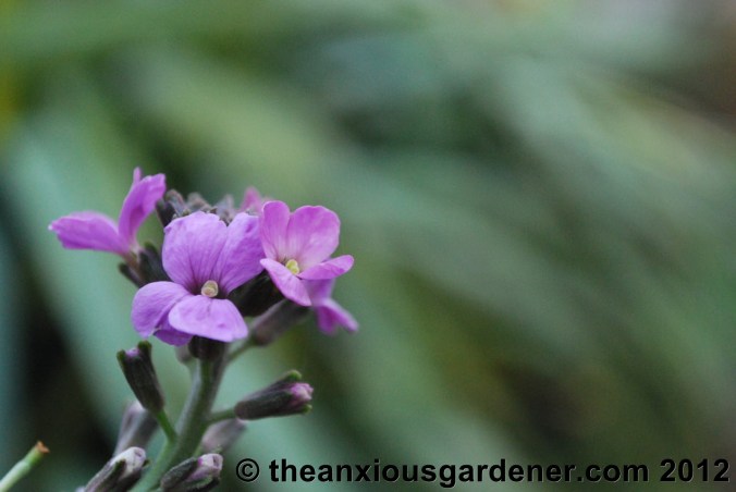 Some Winter Colour (But Frankly Not Much)