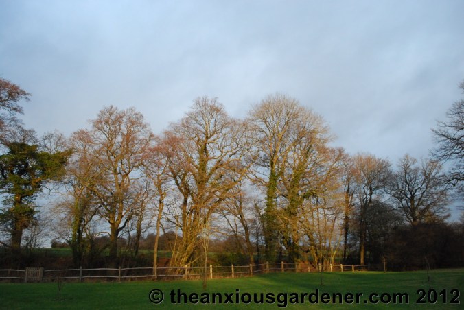 Some Winter Colour (But Frankly Not Much)