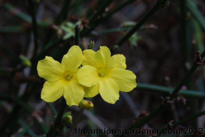 Some Winter Colour (But Frankly Not Much)