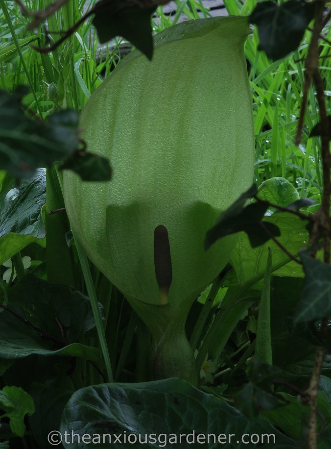 Arum maculatum (1)