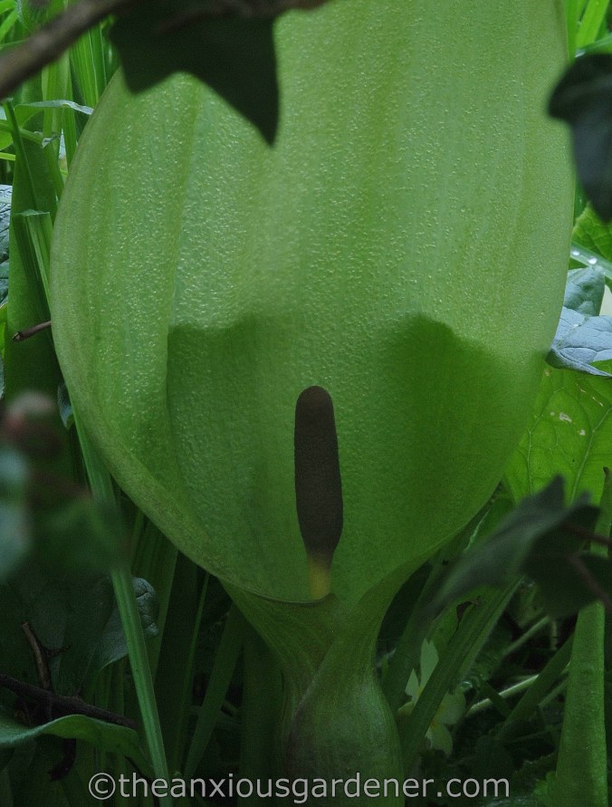 Arum maculatum (2)