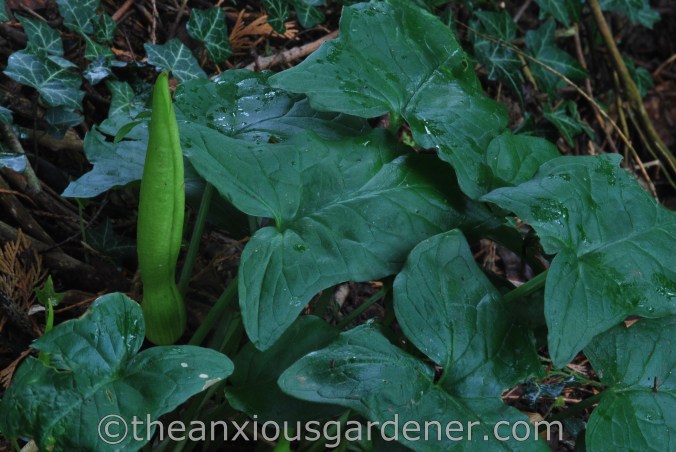 Arum maculatum (3)