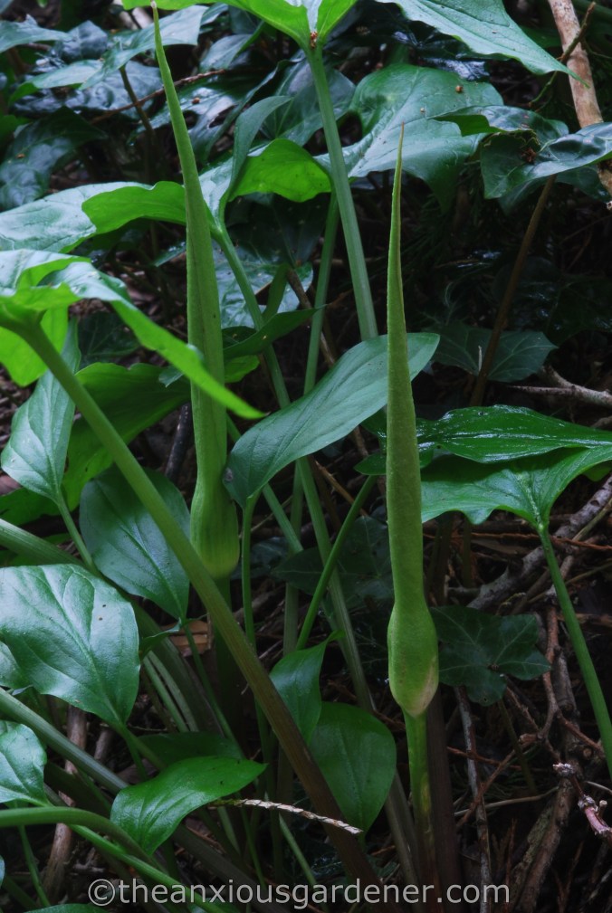 Arum maculatum (4)