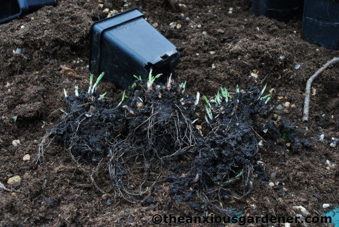 Splitting Rhodohypoxis