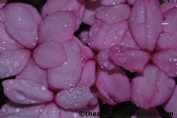 Rhodohypoxis Pinky covered by raindrops