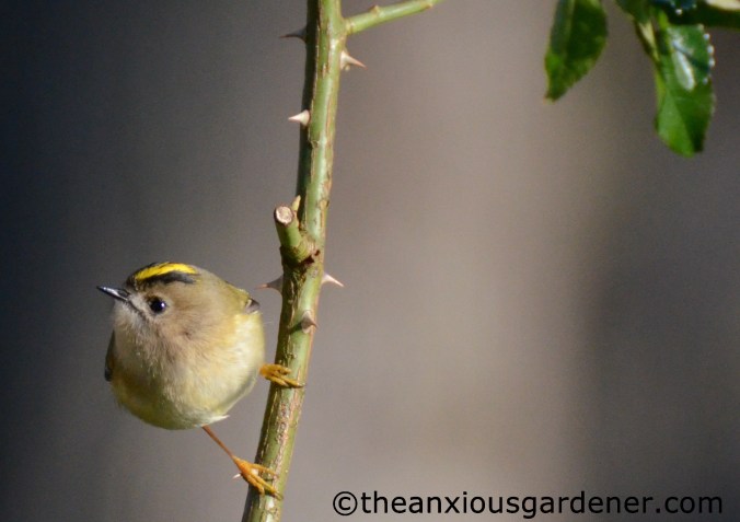 Goldcrest | The Anxious Gardener