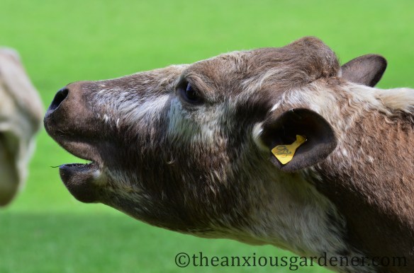 A Stampede Of Cows | The Anxious Gardener