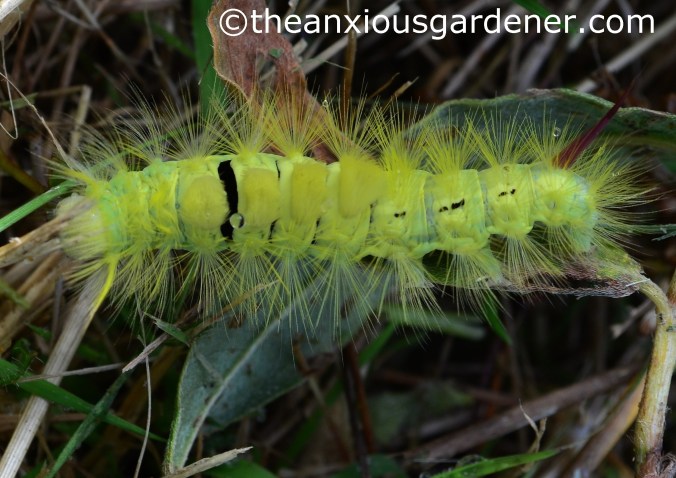 Pale Tussock Moth Caterpillar (1)