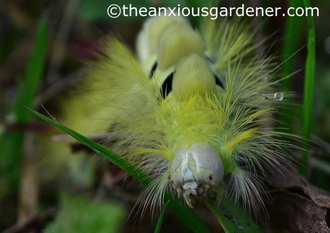 Pale Tussock Moth Caterpillar (2)