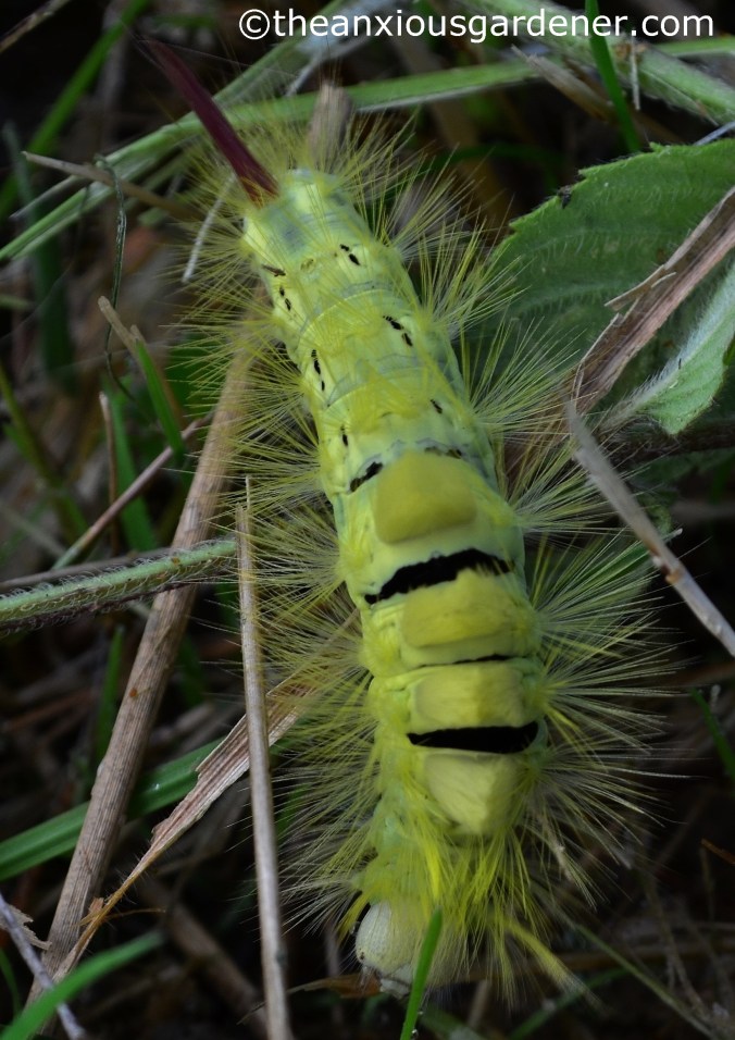 Pale Tussock Moth Caterpillar (3)