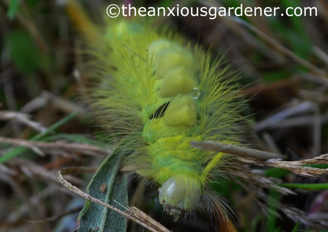Pale Tussock Moth Caterpillar (5)