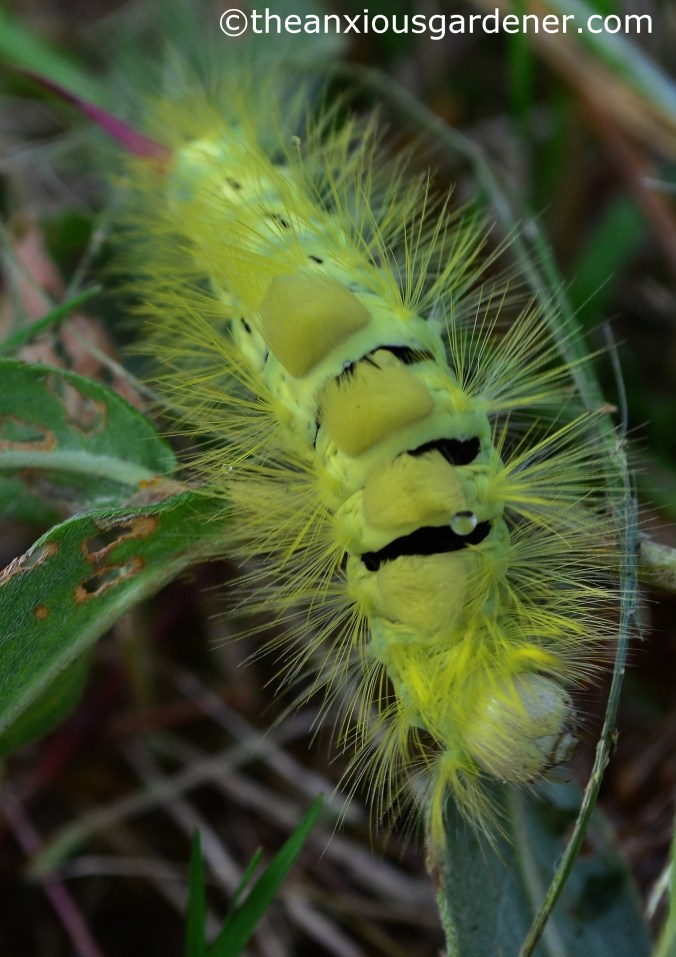 Pale Tussock Moth Caterpillar (6)