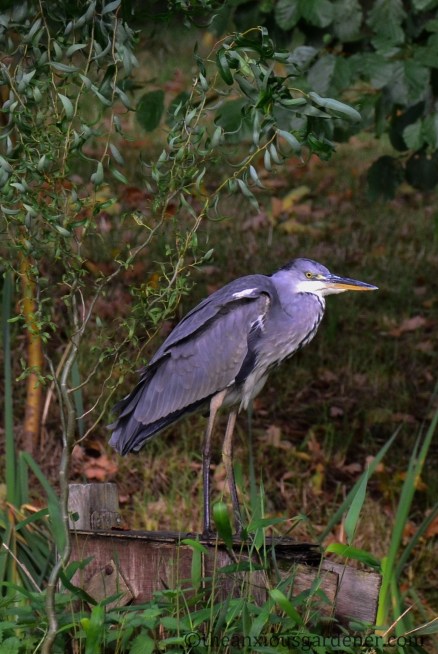 grey-heron-03