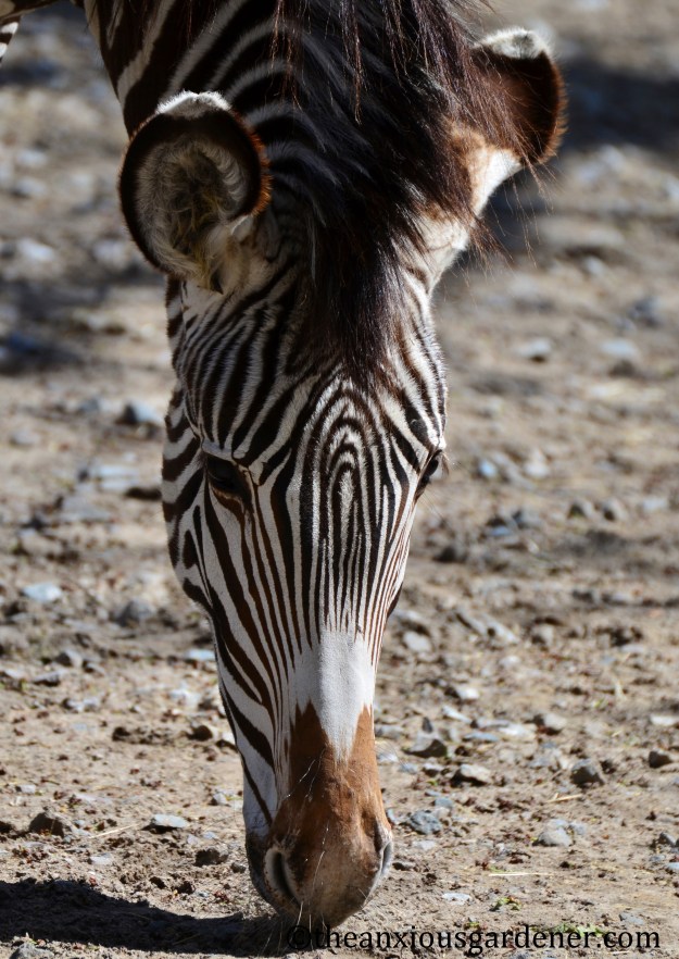 grevyzebra