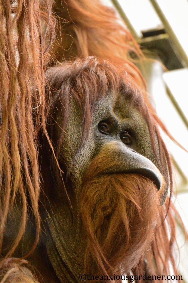 orangutan