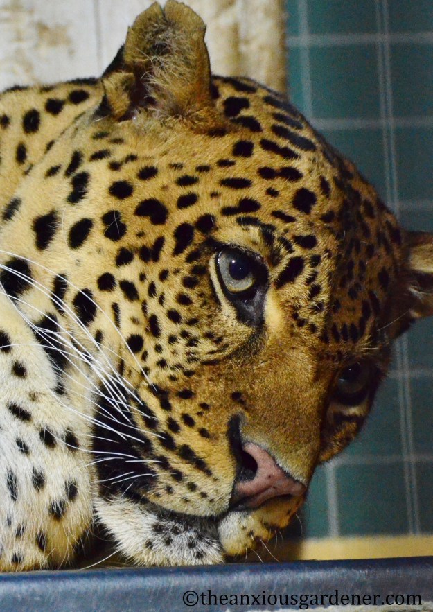 persianleopard (2)