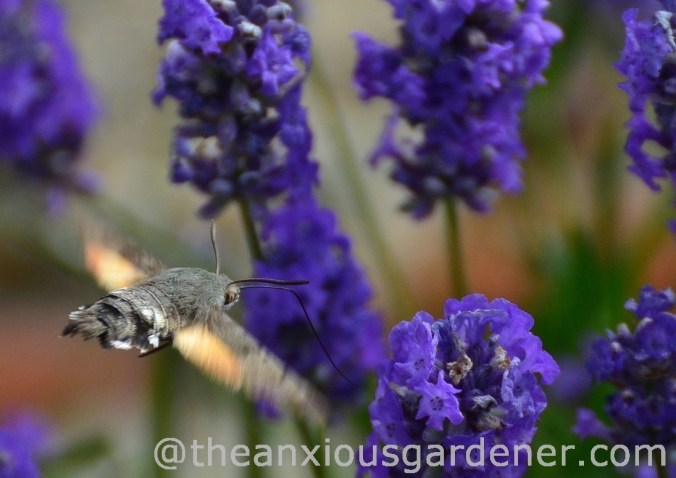 Hummingbirdhawkmoth_DSM