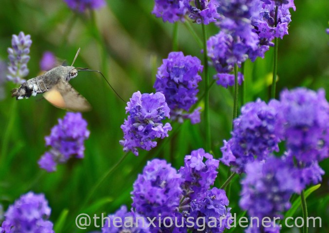 Hummingbirdhawkmoth_DSM02