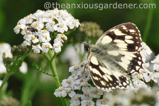 Marbled White, July 2012