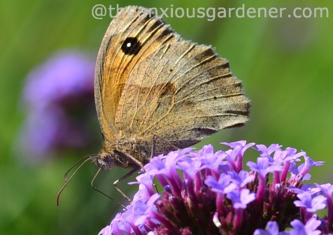 Meadow Brown, The Priory yesterday