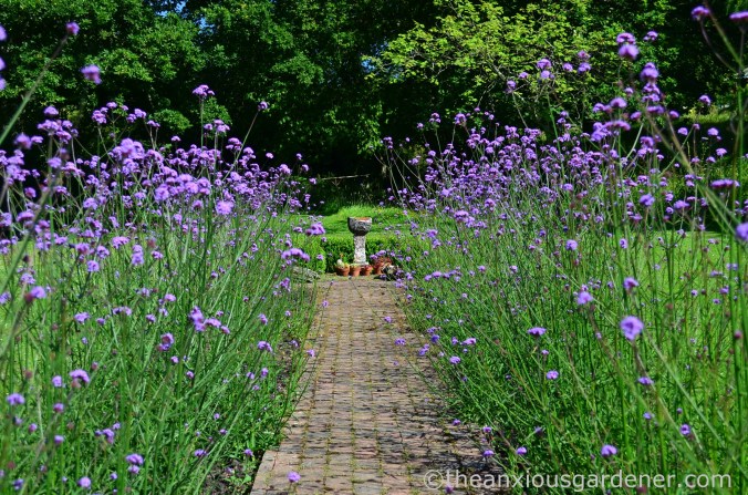 Verbena bonariensis (3)