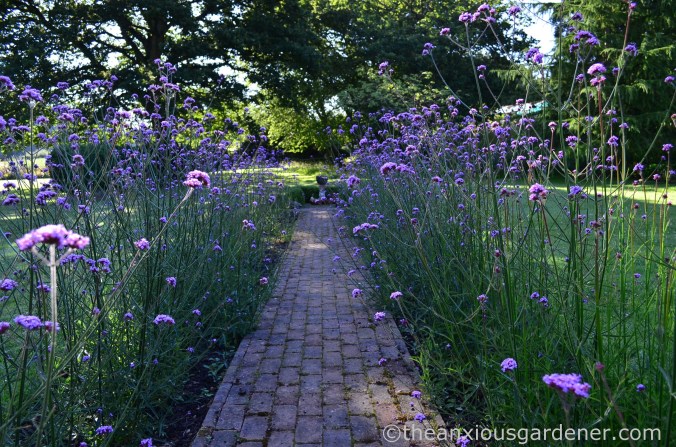 Verbena bonariensis