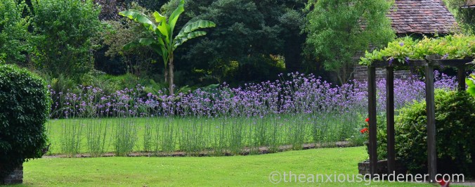 Verbena bonariensis