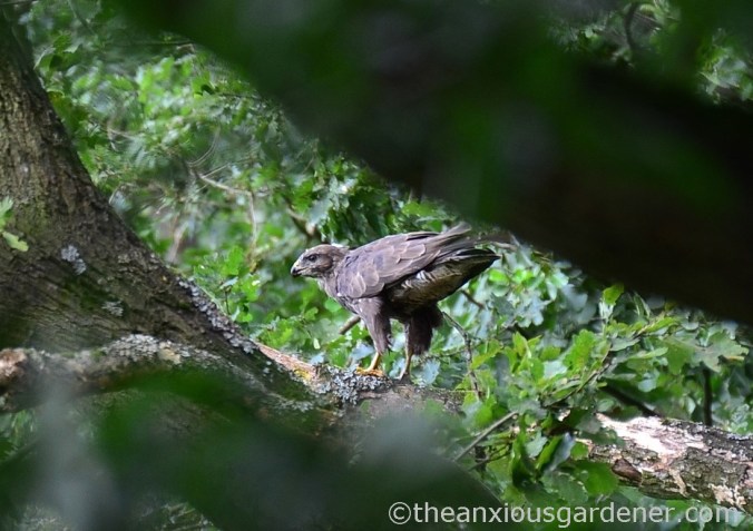 Buzzard (1)