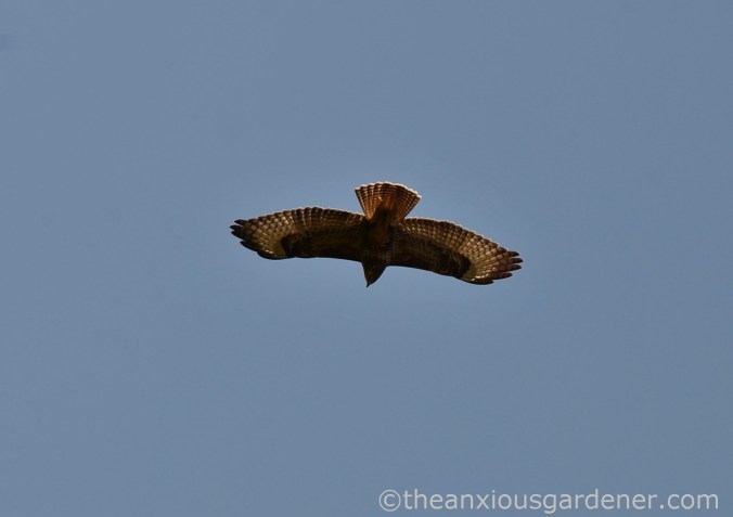 Buzzard (2)