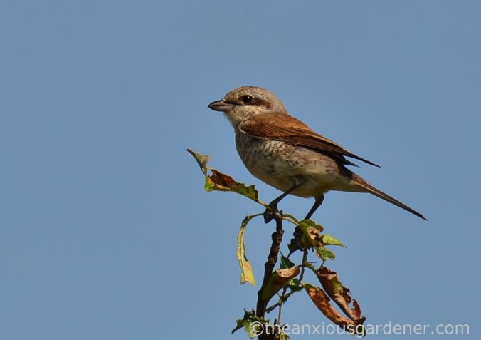 Red-backed shrikes (2)