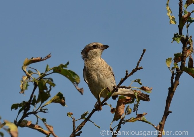 Red-backed shrikes (3)