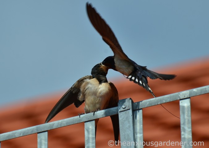 Swallow (3)