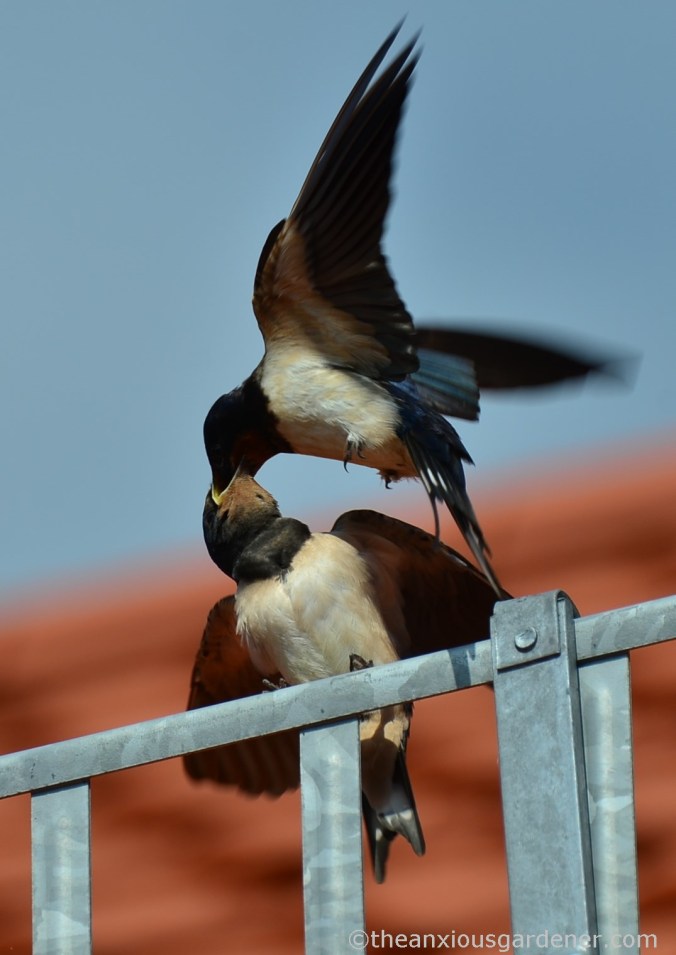 Swallow (4)