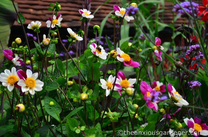 dahlia-twynings-smartie-2