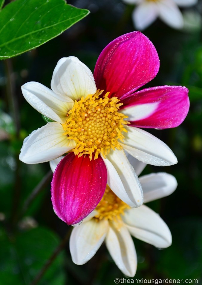 dahlia-twynings-smartie