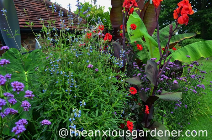 DSM_Salvia uliginosa