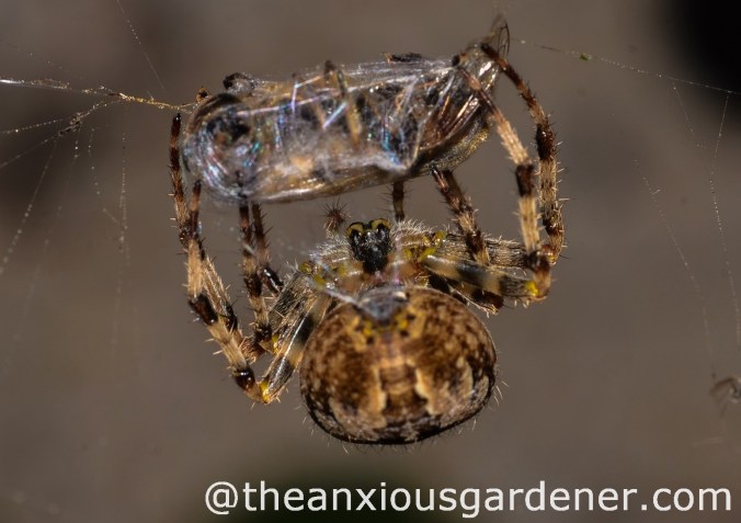 European_Garden_Spider