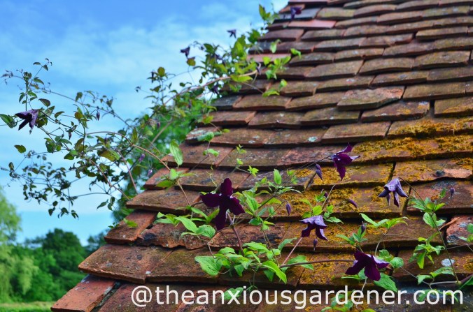 Clematis Black Prince