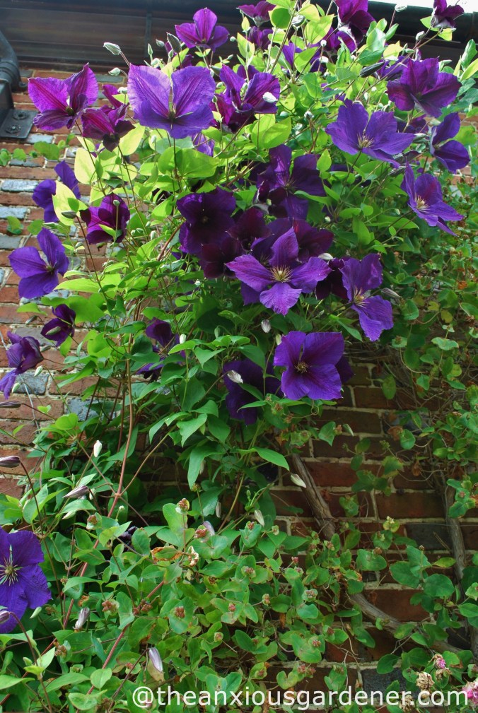 Clematis jackmanii