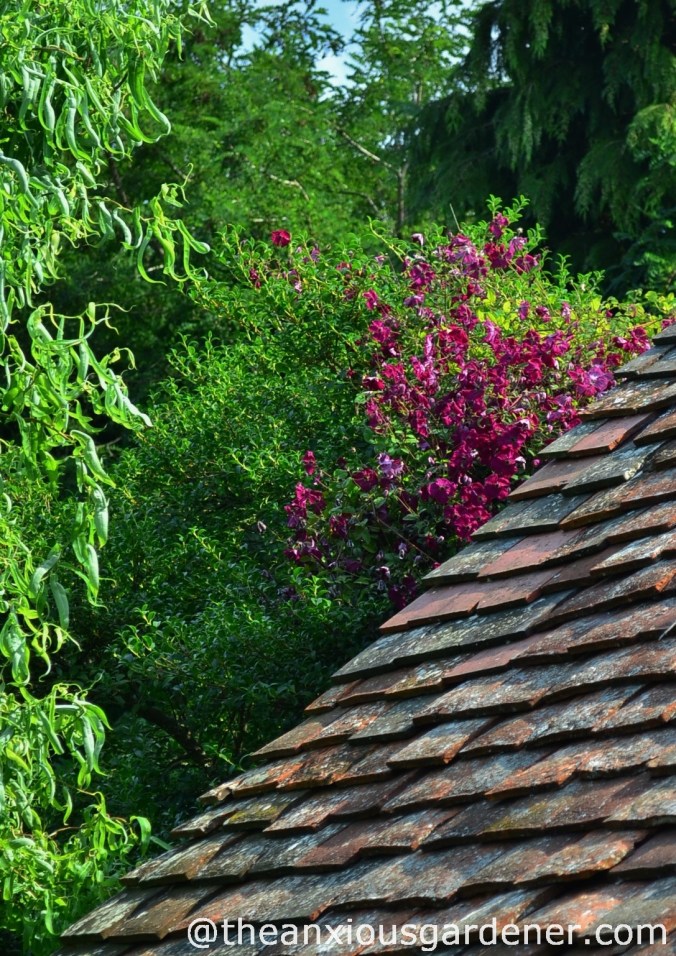 Clematis 'Kermesina' 2