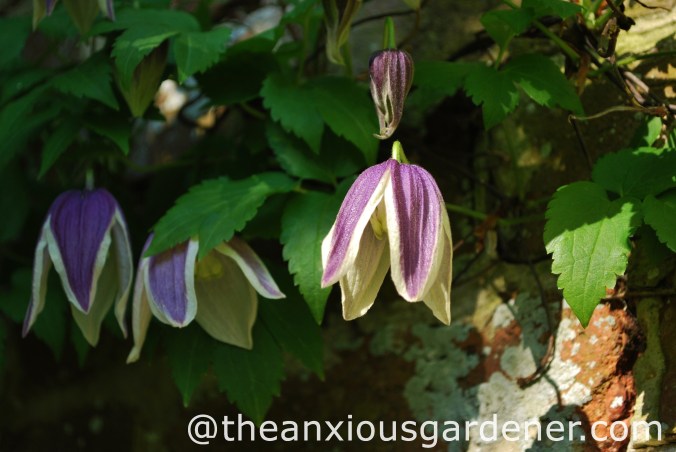Clematis koreana Blue Eclipse